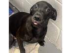 Adopt Malone a Black Terrier (Unknown Type, Small) / Mixed dog in Clarksdale