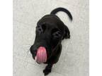 Adopt Magic a Black Terrier (Unknown Type, Small) / Mixed dog in Clarksdale