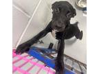 Adopt Mike a Black Terrier (Unknown Type, Small) / Mixed dog in Clarksdale