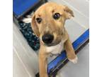 Adopt Marsden a Tan/Yellow/Fawn Shepherd (Unknown Type) / Mixed dog in