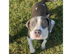 Adopt Dunston a Gray/Silver/Salt & Pepper - with Black Terrier (Unknown Type