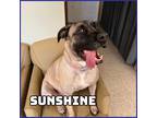 Adopt Sunshine a Tan/Yellow/Fawn - with Black Mastiff / Mixed dog in Glenwood
