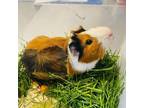 Adopt Rudy a Guinea Pig small animal in Rifle, CO (38726027)
