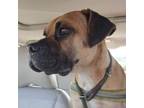 Adopt Axel a Tan/Yellow/Fawn Mixed Breed (Medium) / Mixed dog in St Charles