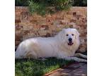 Adopt Marshie a White Great Pyrenees / Mixed dog in Camas, WA (38725850)