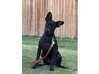 Adopt Duck a Black Australian Kelpie / Cattle Dog / Mixed dog in Camas