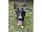 Adopt Maverick a Black - with White Shepherd (Unknown Type) / Mixed dog in Heber