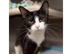 Adopt Pasta a All Black Domestic Shorthair / Mixed cat in Salt Lake City