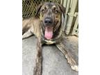 Adopt Apache a Brindle Mountain Cur / Mixed dog in Heber Springs, AR (38725237)