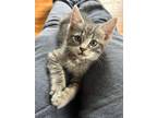 Adopt Gravy a Gray, Blue or Silver Tabby Domestic Shorthair (short coat) cat in