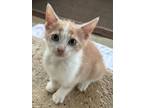 Adopt Crackers a Orange or Red Tabby Domestic Shorthair (short coat) cat in