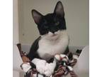 Adopt Wanda a All Black Domestic Shorthair / Mixed cat in San Antonio