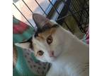 Adopt Tatum a White Domestic Shorthair / Mixed cat in Rochester, MN (38725101)