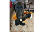 Adopt Luna a Black Great Dane / Mixed dog in Fort Worth, TX (38725081)
