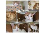 Adopt Saffron a Orange or Red Domestic Shorthair / Mixed cat in West Olive
