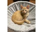Adopt Maui a Orange or Red Tabby Domestic Shorthair (short coat) cat in