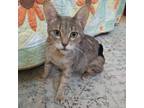 Adopt Tuna a Gray or Blue Domestic Shorthair / Mixed cat in San Antonio