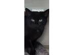Adopt Imogen a Domestic Shorthair / Mixed (short coat) cat in Kendallville