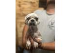 Adopt Angie a White Shih Tzu / Mixed dog in Hoffman Estates, IL (38724747)