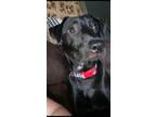 Adopt Clove a Black Labrador Retriever / Mixed dog in Collingswood