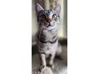 Adopt Timmy the Tabbie a Gray, Blue or Silver Tabby Domestic Shorthair (short