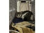 Adopt a Domestic Shorthair / Mixed cat in Spokane Valley, WA (38724302)