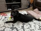 Adopt Bella a Black - with Tan, Yellow or Fawn Labrador Retriever / Terrier