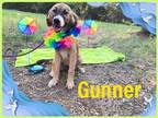 Adopt Gunner a Brown/Chocolate - with White Labrador Retriever / Mixed dog in