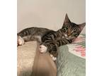 Adopt Tiger a Gray, Blue or Silver Tabby Tabby (short coat) cat in Temecula