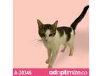Adopt Finn a White Domestic Shorthair / Mixed cat in Tuscaloosa, AL (38723592)
