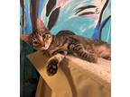 Adopt Tigger a Gray, Blue or Silver Tabby Tabby (short coat) cat in Temecula