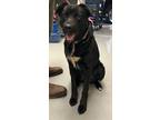 Adopt Stella a Black - with White Border Collie / Mixed Breed (Medium) / Mixed