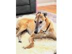 Adopt Aiden a Tan/Yellow/Fawn Greyhound / Mixed dog in Santa Rosa, CA (38723460)