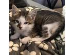 Adopt Storm a Tan or Fawn Domestic Shorthair / Mixed cat in Greenfield