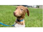Adopt Draco a Brown/Chocolate - with White Mountain Cur / Feist dog in Linton