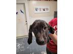 Adopt Dobby a Black - with White Mountain Cur / Feist dog in Linton