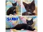 Adopt Sandy a Black & White or Tuxedo Domestic Shorthair (short coat) cat in