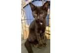Adopt Rocoto a All Black Domestic Shorthair / Domestic Shorthair / Mixed cat in