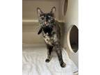 Adopt Gloria a Tortoiseshell Domestic Shorthair cat in Cheboygan, MI (38723093)
