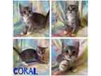 Adopt Coral a Gray, Blue or Silver Tabby Domestic Shorthair (short coat) cat in