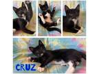 Adopt Cruz a Black & White or Tuxedo Domestic Shorthair (short coat) cat in