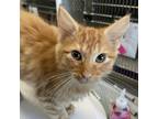 Adopt Aragorn a Orange or Red Domestic Mediumhair / Mixed cat in Lynchburg