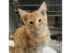 Adopt Legolas a Orange or Red Domestic Mediumhair / Mixed cat in Lynchburg
