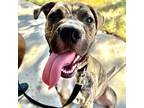 Adopt Jason Straytham a Brindle Boxer / Mixed dog in Austin, TX (38722887)
