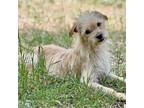 Adopt Forrest a Tan/Yellow/Fawn Poodle (Standard) / Terrier (Unknown Type