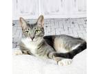 Adopt Alice a Gray, Blue or Silver Tabby Domestic Shorthair (short coat) cat in