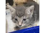 Adopt Bishop a Gray or Blue Domestic Shorthair / Mixed cat in Lynchburg