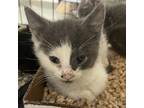 Adopt Schmidt a Gray or Blue Domestic Shorthair / Mixed cat in Lynchburg