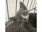Adopt Miller a Gray or Blue Domestic Shorthair / Mixed cat in Lynchburg
