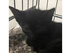 Adopt Jess a All Black Domestic Shorthair / Mixed cat in Lynchburg